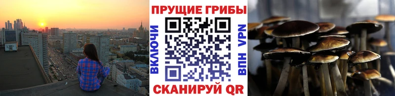 Псилоцибиновые грибы Psilocybine cubensis  Красногорск 